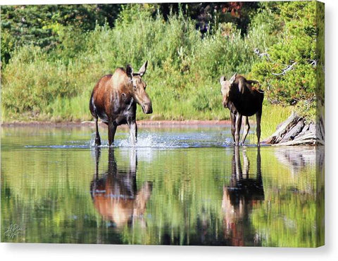 Cow and Calf Moose - Canvas Print