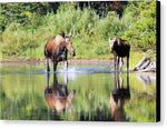 Cow and Calf Moose - Canvas Print