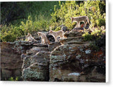 Coyote Pups 2 - Canvas Print