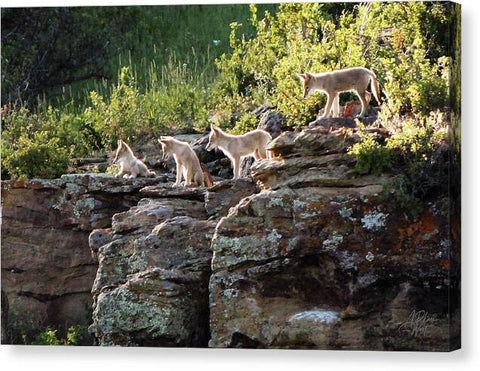 Coyote Pups 2 - Canvas Print