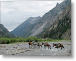 Crossing the Shoshone - Metal Print