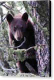 Curious Cub - Canvas Print