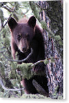 Curious Cub - Canvas Print