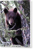 Curious Cub - Canvas Print