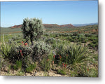 Desert Arrangement - Metal Print