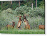 Disagreement 1 - Canvas Print