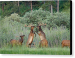 Disagreement 1 - Canvas Print