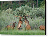 Disagreement 1 - Canvas Print