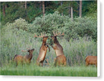 Disagreement 1 - Canvas Print