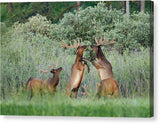 Disagreement 2 - Canvas Print