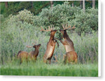 Disagreement 2 - Canvas Print