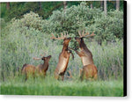 Disagreement 2 - Canvas Print