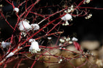 Dogwood Berries and Snow - Art Print
