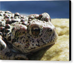 Eye of the Toad - Canvas Print