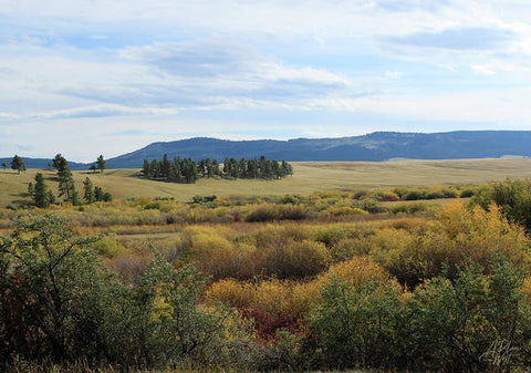 Fall Colors Along Flat Willow Creek - Art Print