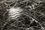 Feather in the Grass - Art Print