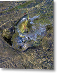 Fish On - Metal Print