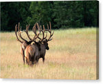 Four Bulls - Canvas Print