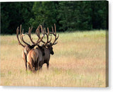 Four Bulls - Canvas Print