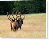 Four Bulls - Canvas Print