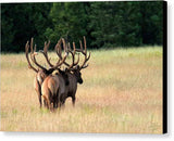 Four Bulls - Canvas Print