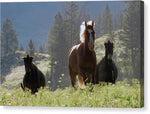 Here Come the Boys - Canvas Print