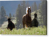 Here Come the Boys - Canvas Print