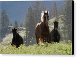 Here Come the Boys - Canvas Print