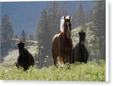 Here Come the Boys - Canvas Print