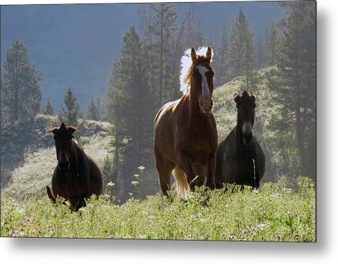 Here Come the Boys - Metal Print