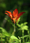 Lily in the Morning Sun - Art Print