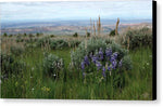 Lupine and Sage - Canvas Print