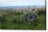 Lupine and Sage - Canvas Print