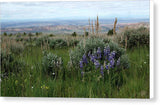 Lupine and Sage - Canvas Print