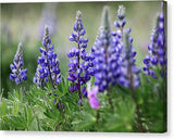 Lupine - Canvas Print