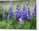 Lupine - Canvas Print