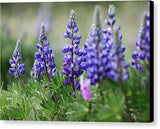 Lupine - Canvas Print