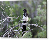 Magpie - Canvas Print