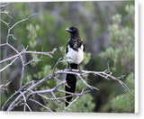 Magpie - Canvas Print