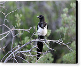 Magpie - Canvas Print