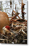 Nesting Sandhill Crane - Metal Print