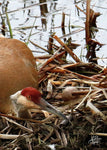 Nesting Sandhill Crane - Art Print