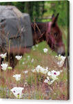 Packing through Lilies  - Canvas Print