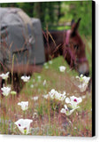 Packing through Lilies  - Canvas Print