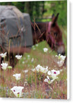 Packing through Lilies  - Canvas Print