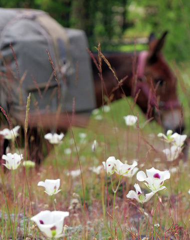 Packing through Lilies  - Art Print