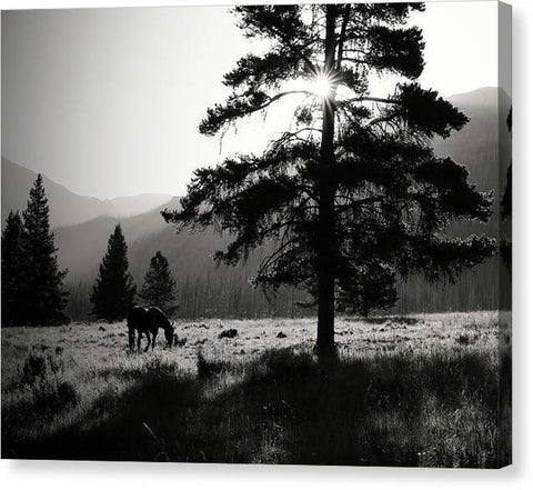 Peaceful Morning - Canvas Print