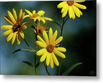 Petals of Sunshine - Metal Print