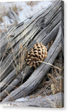 Pinecone Perch - Canvas Print