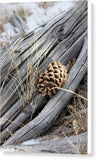 Pinecone Perch - Canvas Print